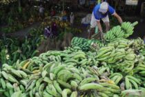 6 Jenis pisang di Indonesia dan cara yang tepat untuk mengolahnya